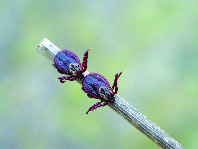 Buntzecke Dermacentor reticulatus