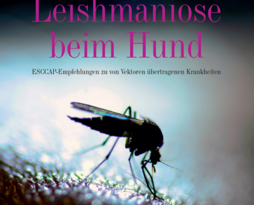 Mücke auf der Haut