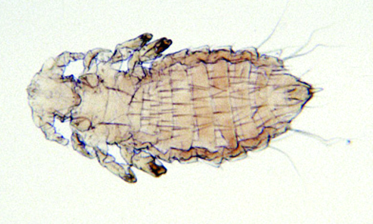 Polyplax Heimtiere-Empfehlung Parasiten & Mykosen | ESCCAP DEUTSCHLAND
