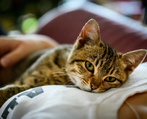Katze und Frau