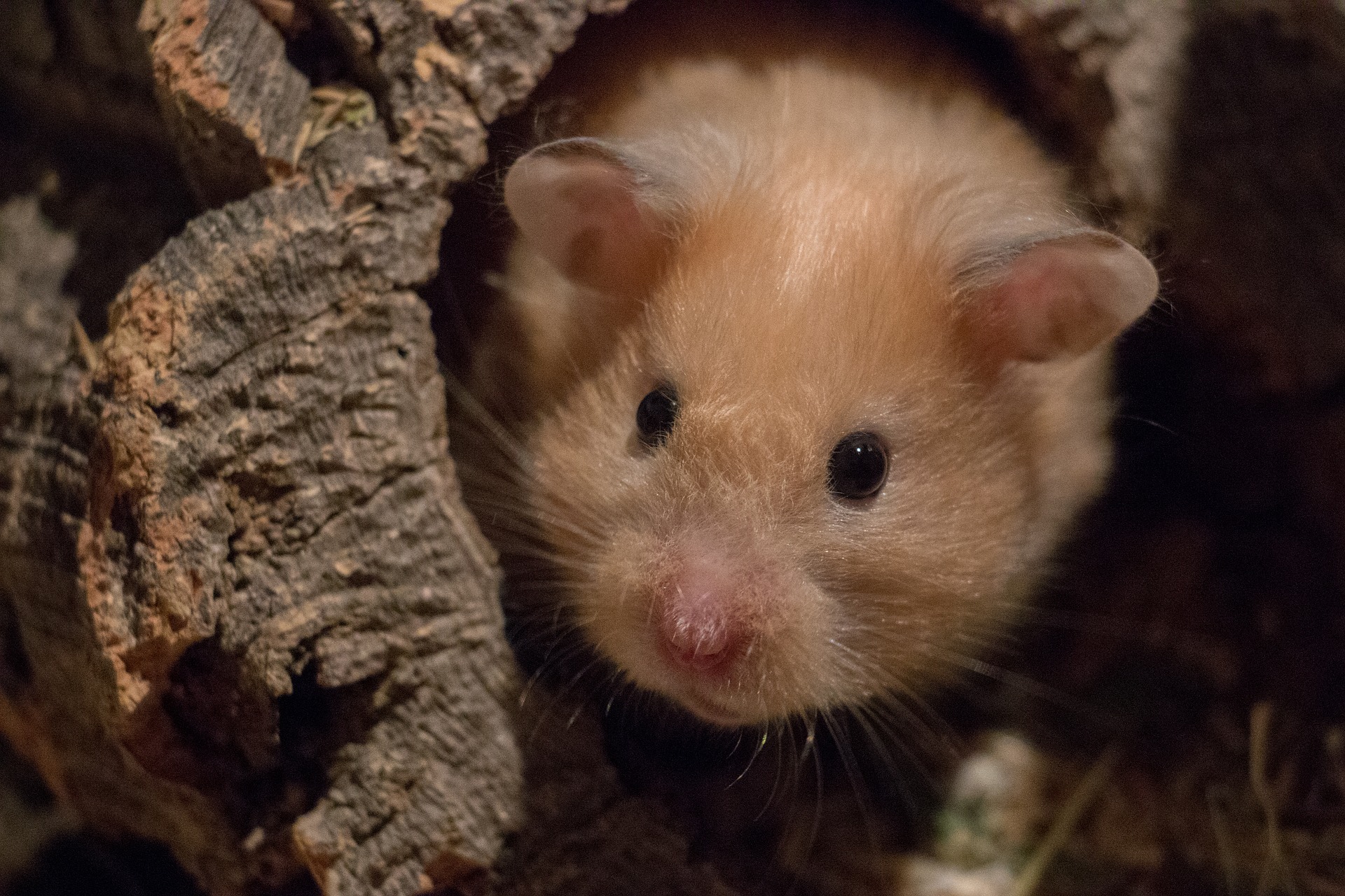 Goldhamster im Baumstamm