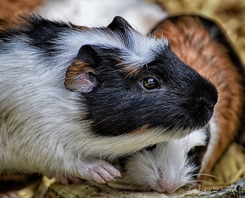 Zwei Meerschweinchen