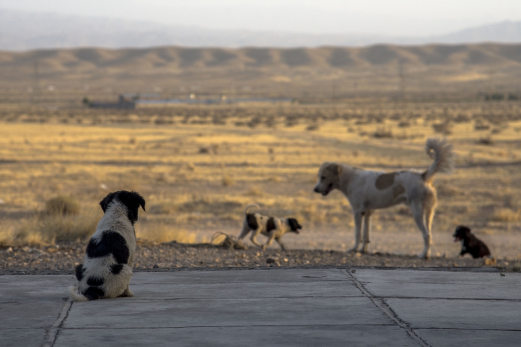 besøgende score Råd Krankheiten bei Hunden aus dem Ausland | ESCCAP DEUTSCHLAND