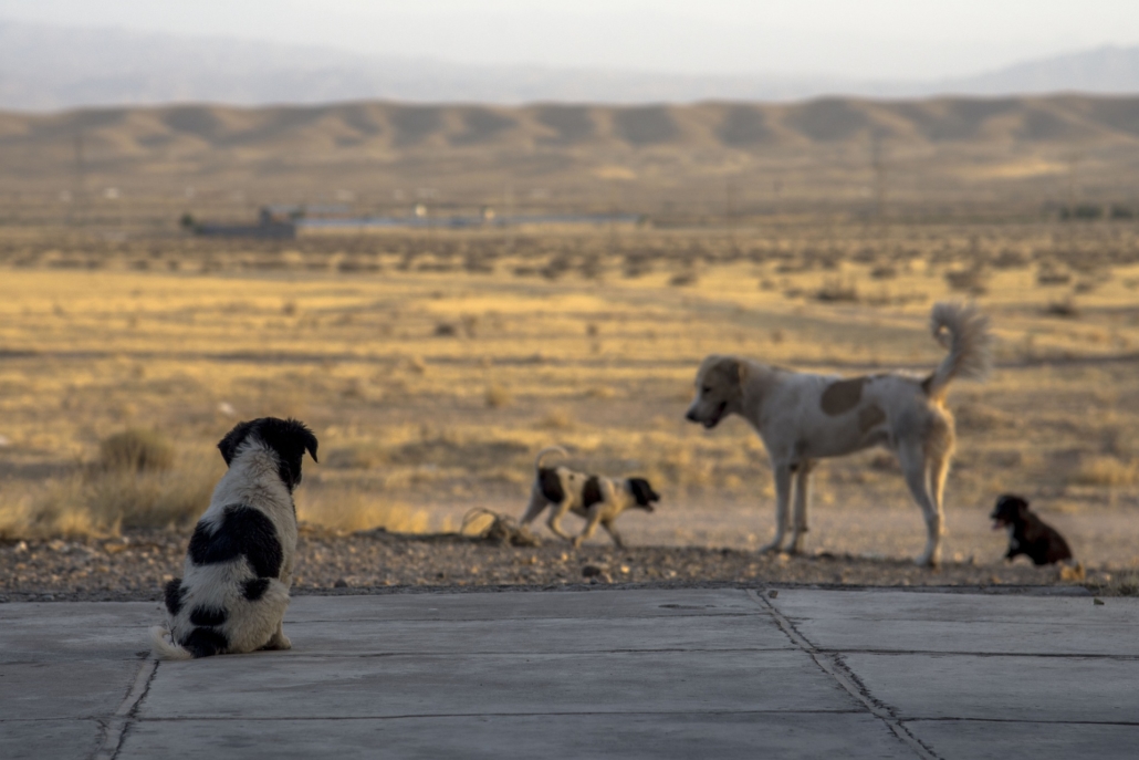 Streunende Hunde