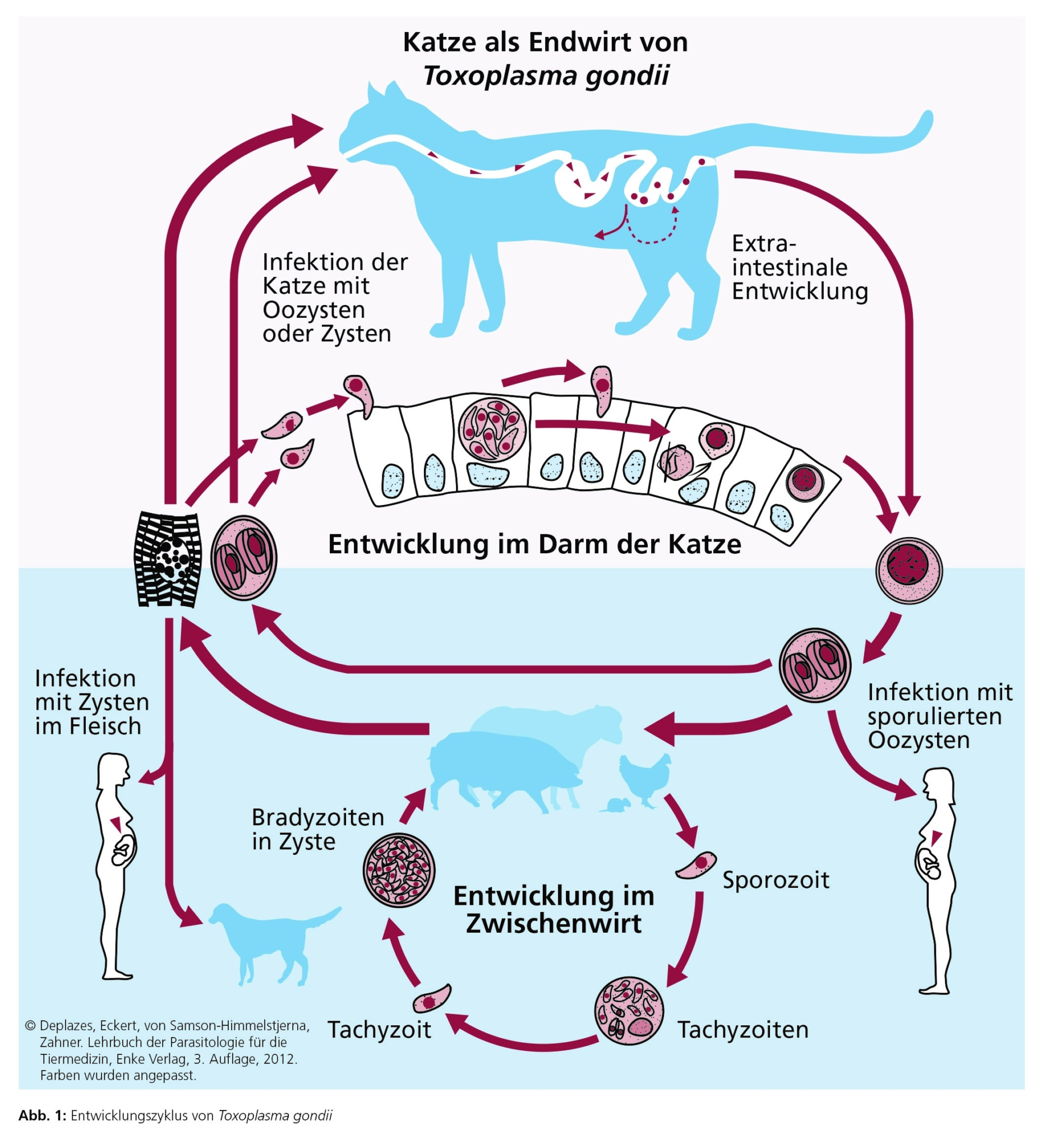 Toxoplasmose Expertenrat ESCCAP DEUTSCHLAND Toxoplasmose Expertenrat ESCCAP DEUTSCHLAND