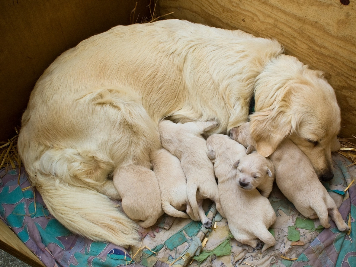 Labrador Mutter füttert sechs kleine Welpen