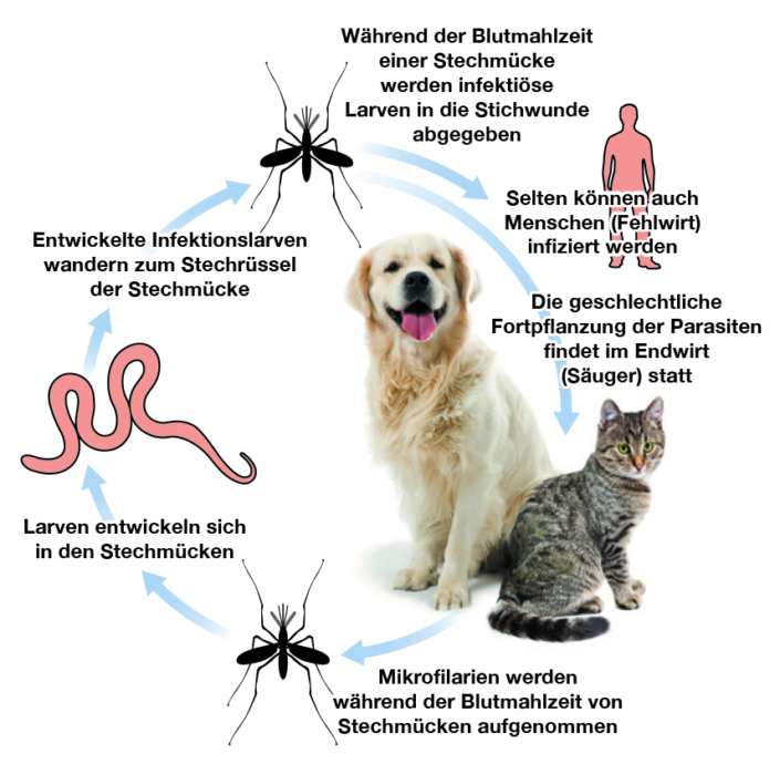Herzwürmer beim Hund ESCCAP DEUTSCHLAND
