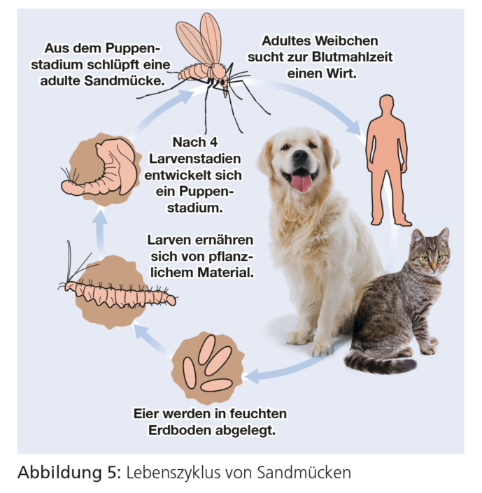 EktoparasitenEmpfehlung ESCCAP DEUTSCHLAND