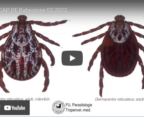 ESCCAP Babesiose