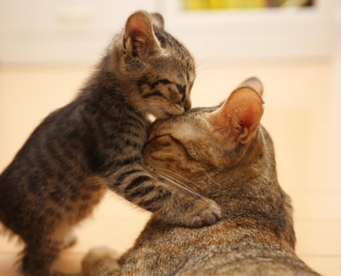 Katze und ihr Jungtier