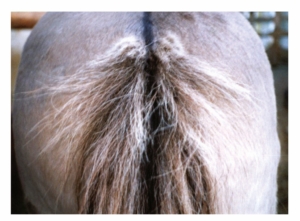 Pferd mit Oxyuri equi-Infektion mit Dermatitis und Juckreiz an der Schweifrübe sowie abgebrochenen und verfilzten Haaren (sogenannter Rattenschwanz).