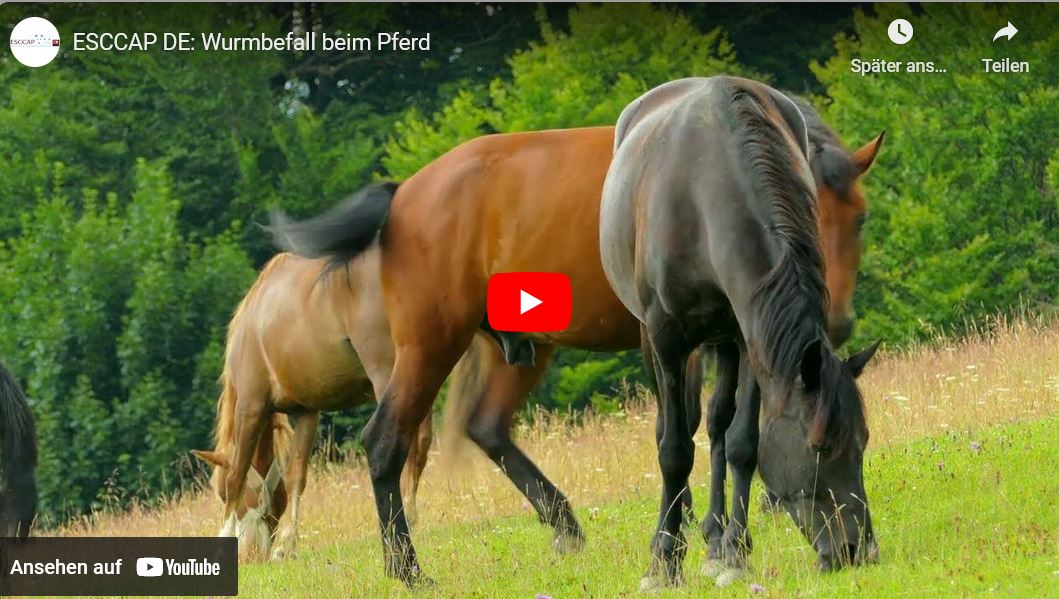 Oxyuris equi mit typischen sanduhrförmigen Ösophagus.