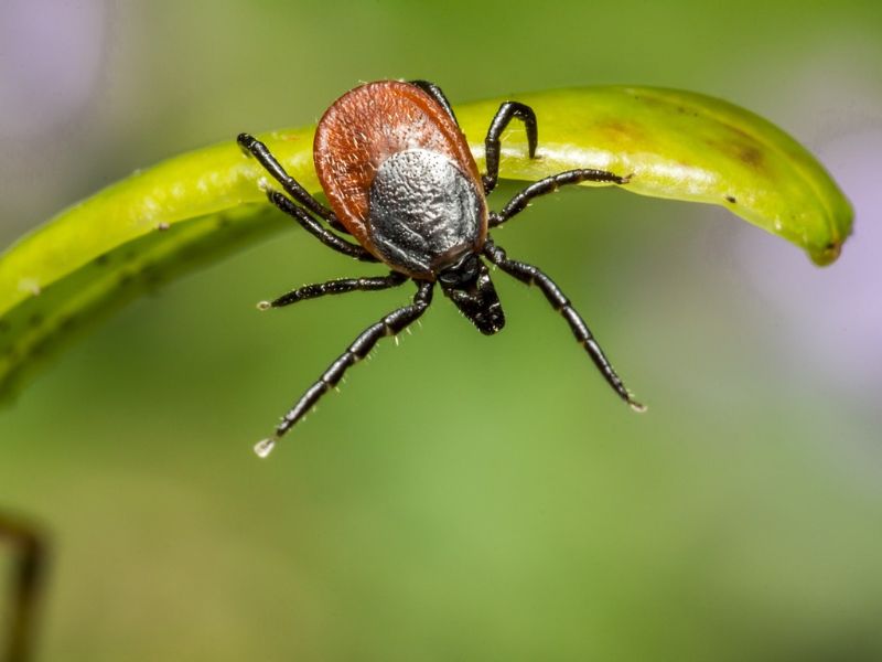 Oxyuris equi mit typischen sanduhrförmigen Ösophagus.