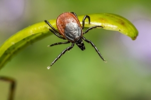 Oxyuris equi mit typischen sanduhrförmigen Ösophagus.