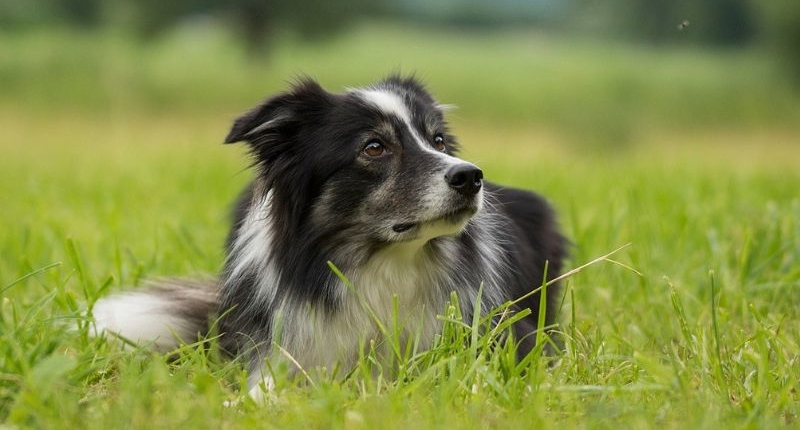 Hund auf Wiese