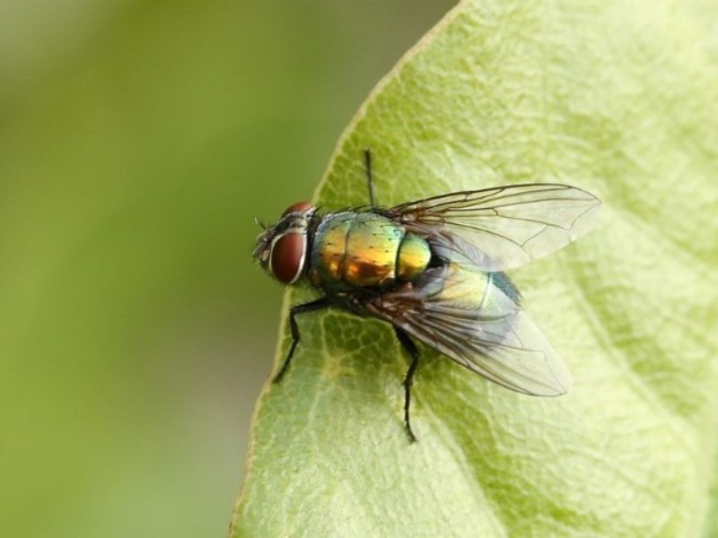 Oxyuris equi mit typischen sanduhrförmigen Ösophagus.