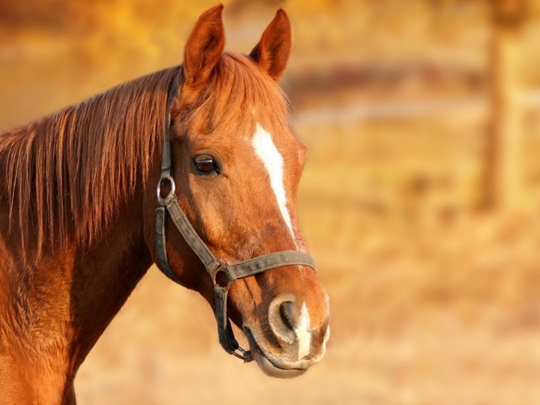 Oxyuris equi mit typischen sanduhrförmigen Ösophagus.