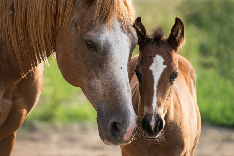 Oxyuris equi mit typischen sanduhrförmigen Ösophagus.