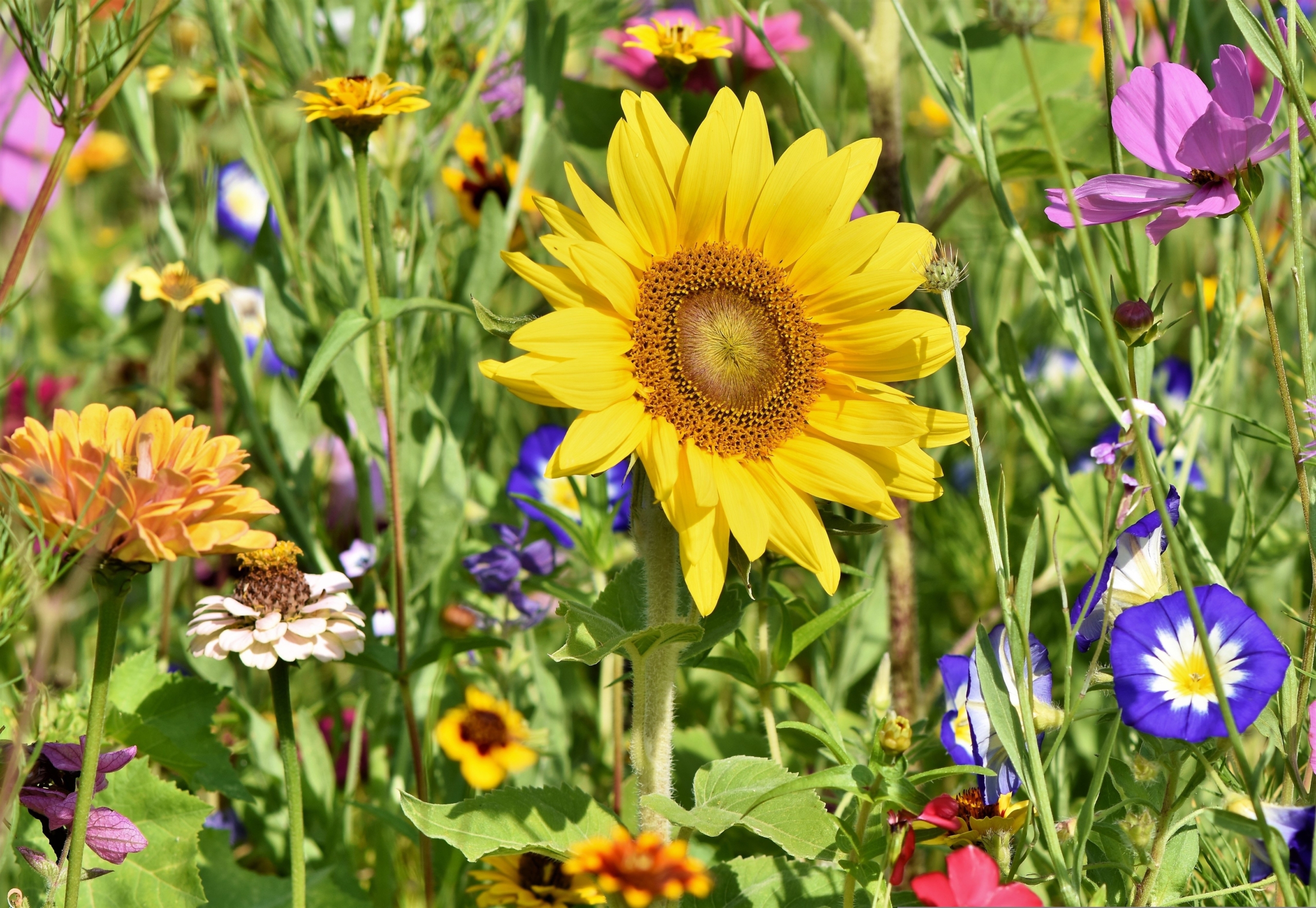 ralphs_fotos-sunflower-3696960 Oxyuris equi mit typischen sanduhrförmigen Ösophagus.