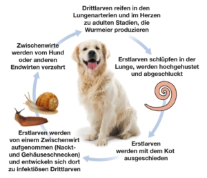 Lebenszyklus von Angiostrongylus vasorum